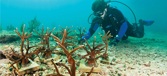 marine scientist underwater viewing marine life