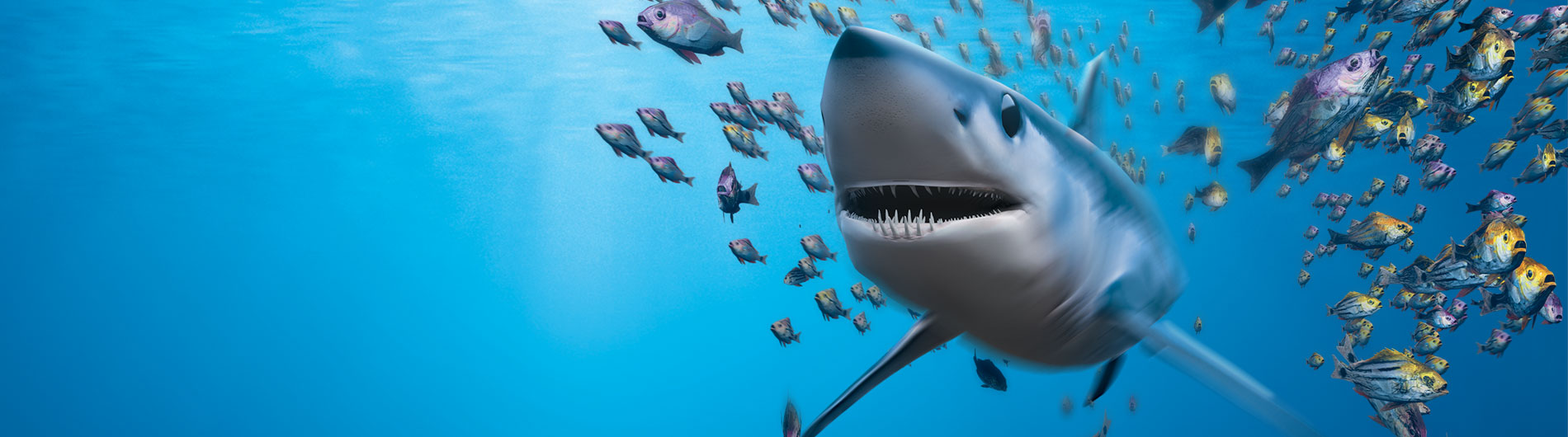 disruptor shark in middle of school of fish